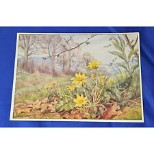 Medici Wild Flower Series Postcard White Border Divided picture