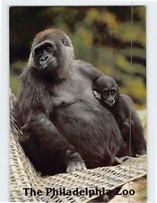 Postcard Western Lowland Gorilla The Philadelphia Zoo Philadelphia PA USA picture