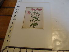 Vintage Flower Post Card mounted on board: Gefullte Lichtnelke picture