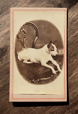 Antique 1880s CDV Photo, Little Dog on Chair picture