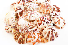 100 Small Pectin Tranquebaricus Shells Seashells (3/4-1
