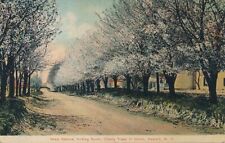 Cherry Trees in Bloom on West Avenue - Newark NY, New York - DB picture