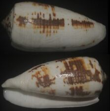 Tonyshells Seashells Conus magus VERY LARGE MAGICAL CONE 75mm F+++/gem, picture