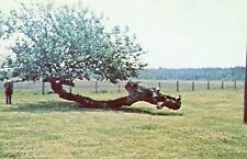 Mulberry Tree by Highway 264, Swan Quarter, North Carolina --POSTCARD picture