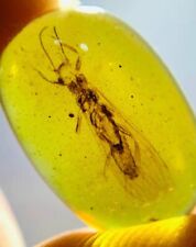 Burmese insects fossil burmite Cretaceous Stone fly insect amber fossil Myanmar picture