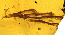 Rare Lizard Foot/Claw, Fossil inclusion in Burmese Amber picture