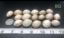 Authentic Hawaiian Cowrie Shells - Cowrie Mix picture