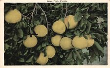 Postcard FL Florida Grapefruit Unused White Border Antique Vintage PC f104 picture