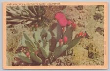 Beavertail Cactus in Bloom in California, Vintage Postcard picture