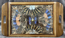 RARE ONE OF A KIND VINTAGE BRAZILIAN ? INLAID MAHOGANY?REAL BUTTERFLY GLASS TRAY picture