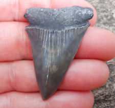 Wicked EXTINCT GREAT WHITE Hastalis Mako Fossil Shark Tooth SC No Repair m78 picture