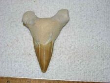 Shark tooth fossil real Otodus Obliquus 50 million years old 3 inch S54 picture