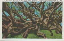 Postcard - Worlds Largest Live Oak Tree Monterey California Unposted picture