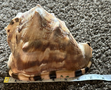 Large Natural Seashell Horned Queen Helmet Conch Tiger Stripe Sea Shell picture