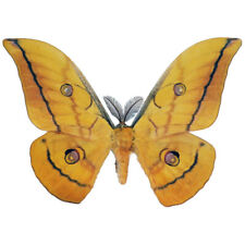Antheraea mylitta yellow saturn moth Indonesia WINGS CLOSED/UNMOUNTED picture