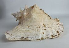 Huge Queen Conch Sea Shell 10.5