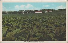 c1920s Postcard Lancaster County Tobacco Field Pennsylvania UNP 5263.4 picture