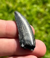 RARE Kryptops palaios 1.5” Abelisaurid Dinosaur Tooth Niger Cretaceous Theropod picture