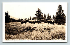 RPPC Postcard AK Alaska Alaskan Moose Nature Photography Theatre Censor ADC picture