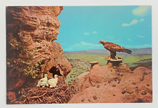 Golden Eagle Group Denver Museum of Natural History City Park Colorado Postcard picture