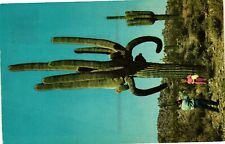 Vintage Postcard- Giant Saguaro Cacti, AZ picture