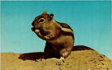 Vintage Postcard- A Chipmunk on a rock UnPost 1960s picture