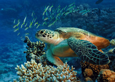 Green Sea TURTLE - 3D Lenticular Postcard Greeting Card picture
