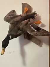 flying mallard duck wall mount  picture