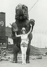 Vintage 1930's Circus Performer Posing w/ Elephant- Vintage Photo Print 5X7 picture