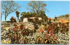 Postcard - The Valley of Ruins with Aloe Excelsa in Full Flower picture