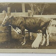 Antique RPPC Real Postcard Piglet Drinking Milk From Cow Funny Silly Farm Pig picture