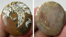 1 1/16 in Morocco 100% Natural Snail Ammonite Fossil Crystal Specimen  #6 picture