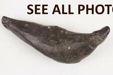 NobleSpirit {3970} Whale Tooth Fossil 12.16 Ounces picture