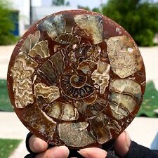 136G Rare Natural Tentacle Ammonite FossilSpecimen Shell Healing Madagascar picture