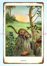 1926 North American Animals chipmunk woodland art metal tin sign decorations on picture