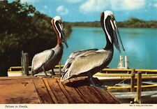 Vtg Postcard 6x4 Florida FL Brown Pelicans Water Birds Tropic 1980s Postcard L1 picture