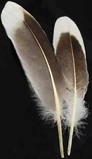 Two Natural Gray Goose Feathers for Quills or Smudging picture