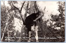 Postcard RPPC MN Sleeping Bear In Tree Northwoods Of Minnesota To Soldier R27 picture