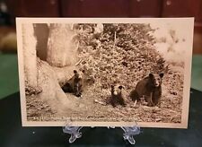 VTG Real Photo Postcard RPPC Crater Lake National Park Oregon Bear Cubs  picture