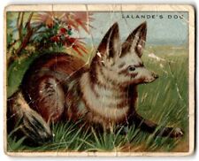 Lalande's Dog 1909-11 Hassan Animals Series T29 Tobacco Card picture