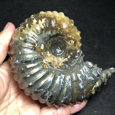 592g  Natural Ammonite Fossil Conch Crystal Specimen Healing 33 picture