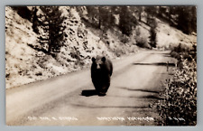 Postcard RPPC Large Black Bear Strolling Down Road in Northern Michigan c1925-42 picture