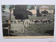 Country Side Tu-Tu St Thomas Danish West Indies Lightbourn Color Postcard #90 picture