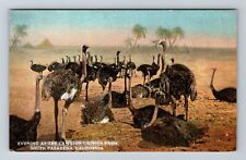 South Pasadena CA-California Evening at Carston Ostrich Farm Vintage Postcard picture