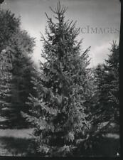 1960 Press Photo Serbian spruce tree in Whitnall Park - mjc24879 picture