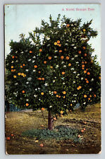 Pomona California Navel Orange Tree Citrus Posted Postcard picture
