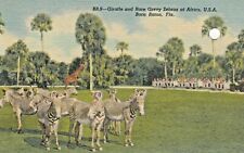 Vintage Animal  Postcard  ZEBRAS  AT AFRICA, U.S.A.BOCA RATON .  LINEN  UNPOSTED picture