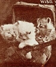 c1910 Kittens In A Basket, cute, antique postcard, vintage picture