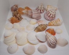 Assorted Bunch of shells lot of 30 pieces different kind picture