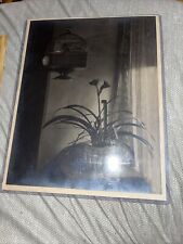 Large 11 x 14” Vintage Eclectic Photo: Bird in Cage Above Potted Plant picture